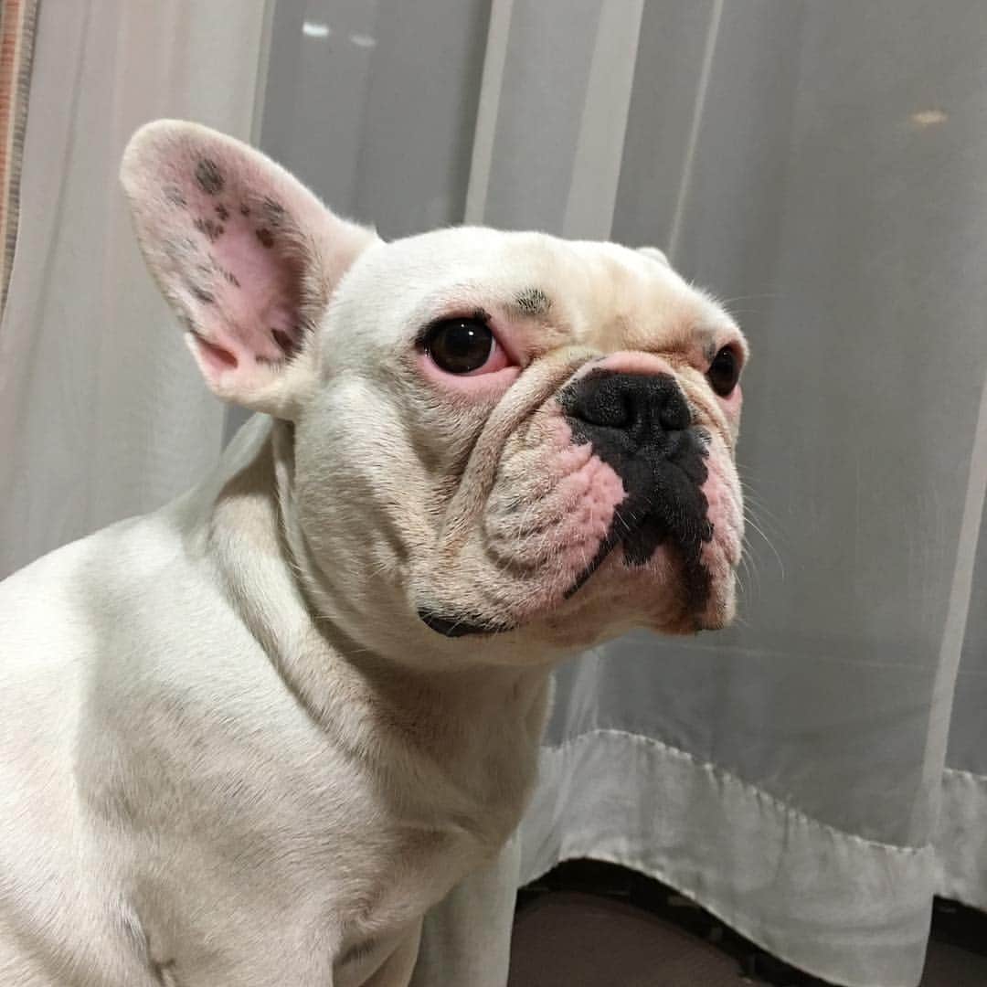 のインスタグラム：「朝から怒られました。 ワガママ娘も今月3才になっちゃう。 早いな。  #フレンチブルドッグ #フレブル #ブヒ #ぺちゃ #frenchbulldog #frebull」