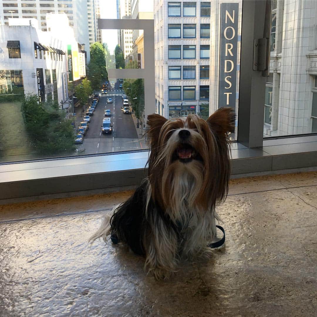 FattieButters®のインスタグラム：「Happy weekend everyone! Wishing you big smiles, sunny skies and lots of love. #staysmiling #staystrong #happydogs #happydog #nordstrom #pacificplace #citylife #walkaround #cityscape #moodygrams #saturday」