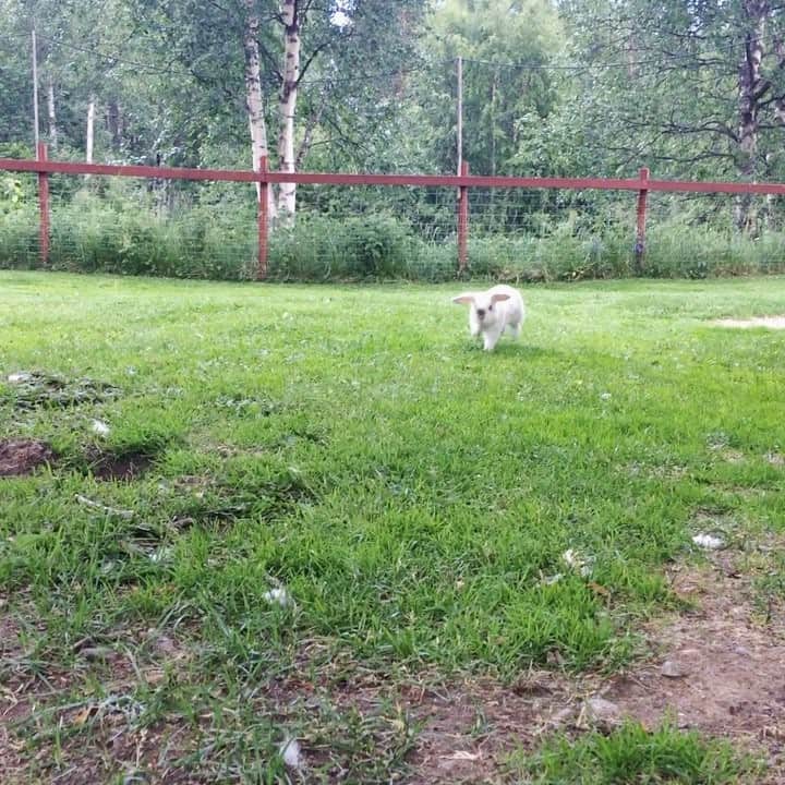 Exempel the bunnyのインスタグラム：「Because this video of my little fluffy dog is too cute not to share 🐶」