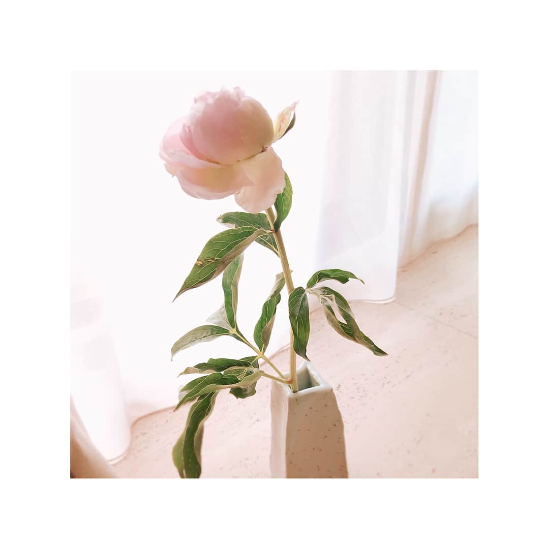 トリンドル玲奈さんのインスタグラム写真 - (トリンドル玲奈Instagram)「ねね!みてみて！  たった数時間でこんなに咲いたの😍  #母が作ってくれた花瓶に」6月14日 20時01分 - toritori0123