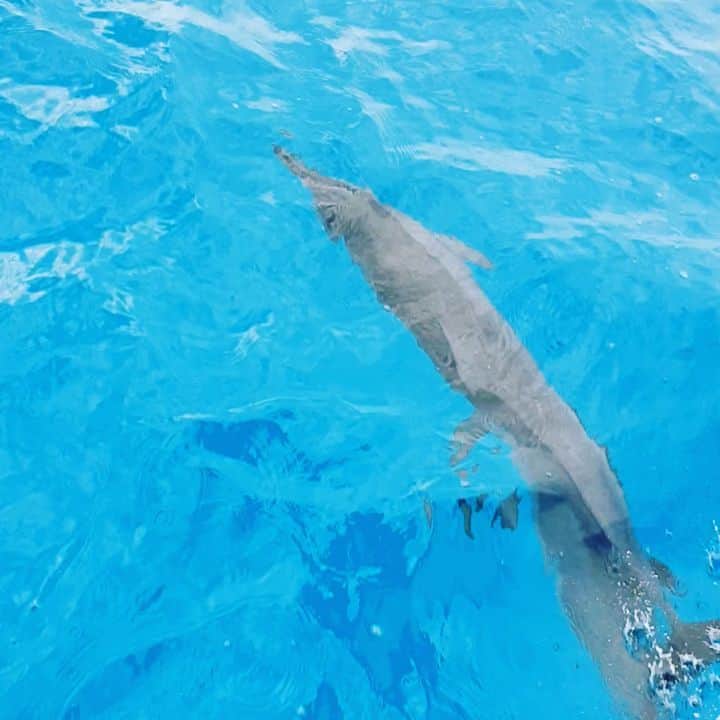 ルイージ・セーペのインスタグラム：「Dolphin time」