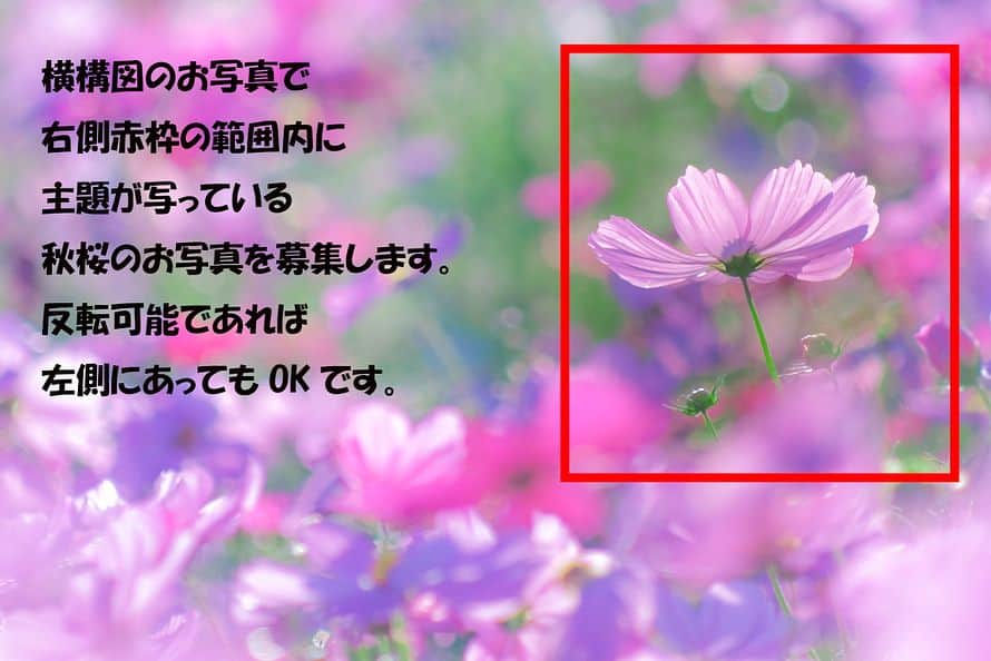 はなまっぷ❁日本の花風景さんのインスタグラム写真 - (はなまっぷ❁日本の花風景Instagram)「🌸はなまっぷ本🌸 進捗のご報告と表紙写真募集のお知らせ * みなさんこんばんわ😊 いつも素敵なお花をありがとうございます🌸 はなまっぷ本について、現在みなさんから頂いているお写真をレイアウトしながら原稿を作成しています。進捗率はやっと半分超えた感じです。 無事に47都道府県のお写真が集まりました。 現時点で総勢148名です。 * お写真の選考が未だのページもあり、ご連絡出来ていない方がまだまだいます。もうしばらくお待ちください🙏 * また、ダイレクトメールの使いすぎなのかインスタがとても重くて🙇‍♀️紫陽花まつりのご紹介も通年より少なめとなっていてすみません🙇‍♀️ * 🌸表紙写真募集🌸 * 表紙のお写真を募集します😊 表紙は秋桜の予定です。 期間も短いため、過去PICへのタグの追記OKとさせていただきます。下記に該当するお写真お持ちの方は奮ってご応募ください。 * 応募タグ #はなまっぷ本秋桜 * 🌸横構図で右側中央部より上に主題のある秋桜のお写真 🌸可能であれば10MB以上、少なくとも5MB以上のデータを提出可能な方 * その他、募集要項の詳細についてはこれまでのお写真同様です。 * 素敵なお写真を発見次第、ダイレクトメールにてご連絡させていただきますのでデータの提出をお願いします。ご提出いただくデータを確認後選考させていただきます。 応募写真以外のお写真を、表紙に採用する場合もございますのでご了承ください。 * 期限は6.17(日)とさせていただきます。 今回は終了の告知は行いませんのでご了承ください🙇‍♀️ * どうぞよろしくお願いします🌸 * #はなまっぷ」6月14日 21時23分 - hanamap
