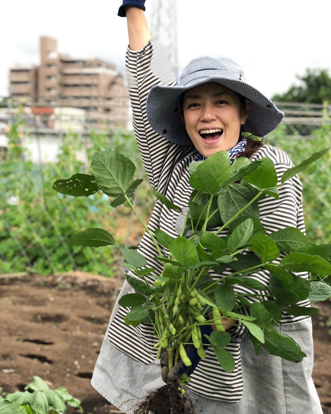 加藤紀子のインスタグラム：「待ちに待った枝豆、本日収穫！！ ふくよかに膨らんだ枝豆を抜きながら 「お風呂上がり、絶対ビール🍺！」大人な夢、果たしました！ モコモコの湯気の中で蒸した枝豆は、噛むとホワっと濃い味満載！（奥に見えるヤングコーンもまた濃厚な味にまで育ってたなぁ） 梅雨ってなんだよ😭って思ってたけど、こんな美味しい枝豆シーズンのスタートだと思うと、悪くないな…と思いました✨ #カトノリ農園 #畑からこんにちは #畑」