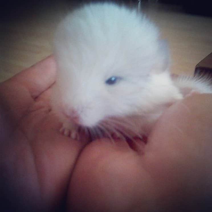 Mr. Bagelのインスタグラム：「First day when I brought Mr. Bagel home 🏡 #MrBagel #adoptdontshop #chinchilla #tbt」