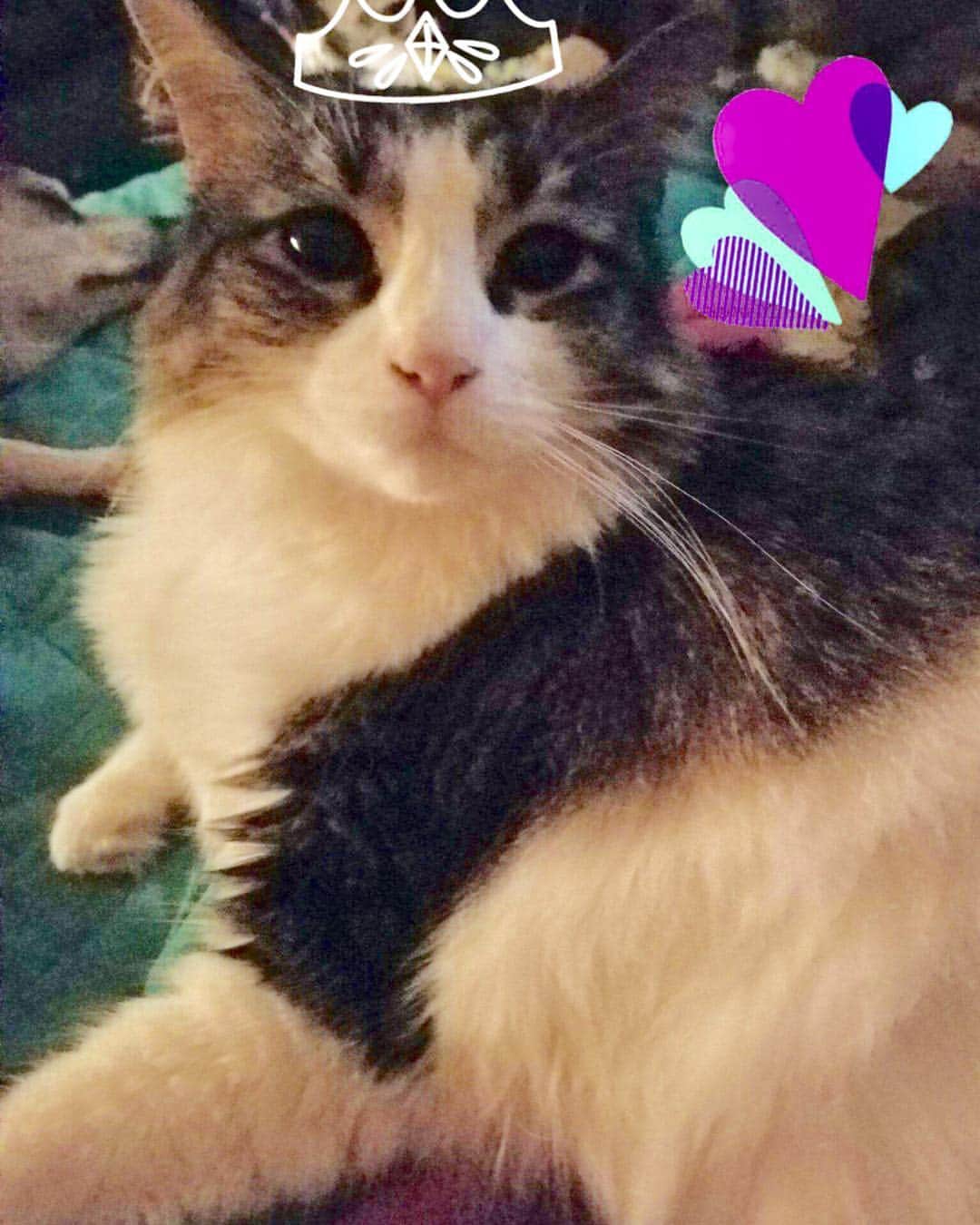 Spangles The Cross Eyed Kittyのインスタグラム：「Princess Lilly!」