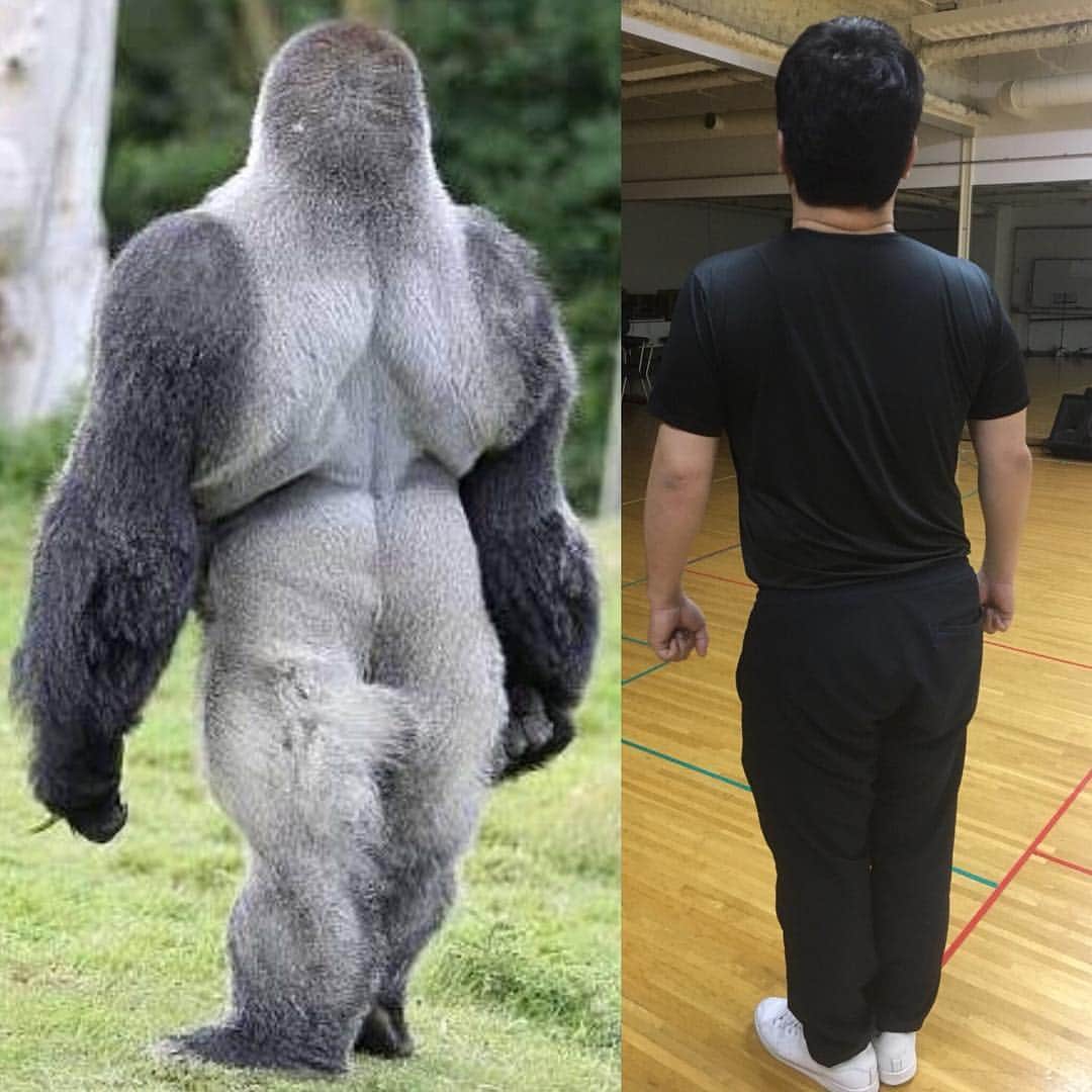 与座よしあきさんのインスタグラム写真 - (与座よしあきInstagram)「似てるな〜。 #ゴリラ #gorilla」6月15日 23時49分 - yozazaza