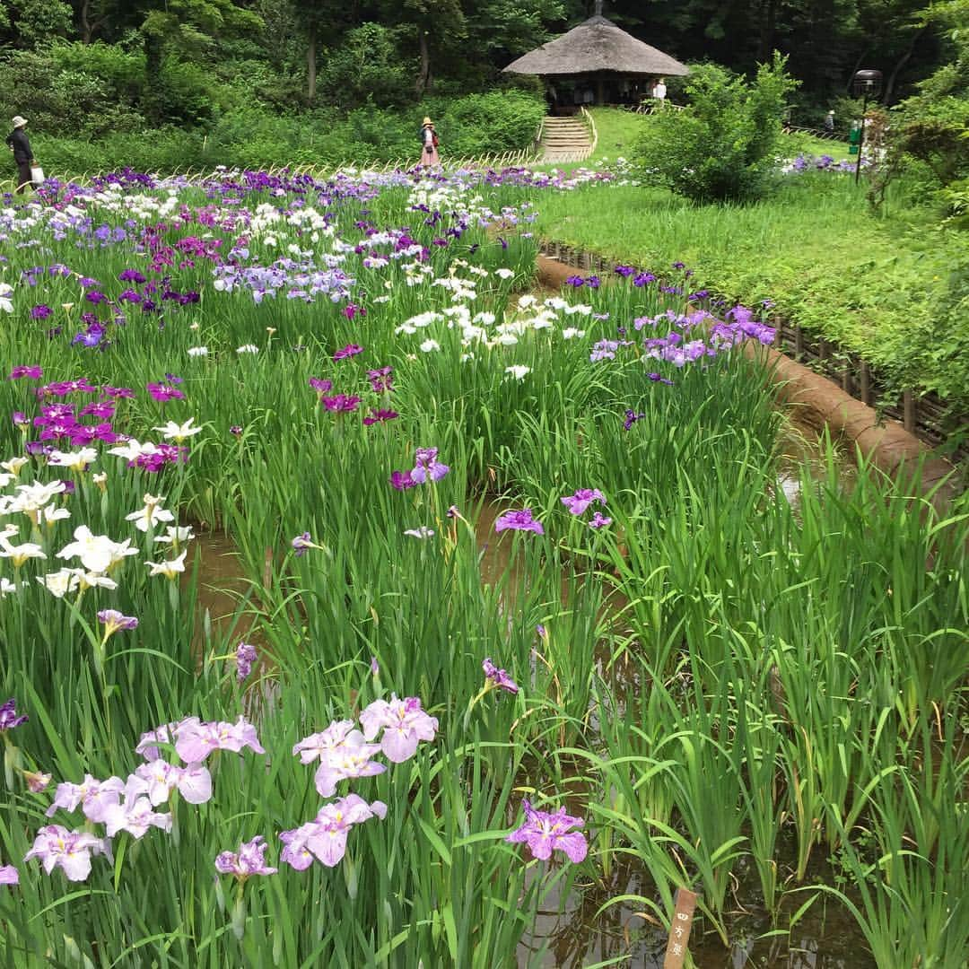 小池昌代さんのインスタグラム写真 - (小池昌代Instagram)「明治神宮内 菖蒲園へ #菖蒲園」6月16日 8時13分 - koikemasayo