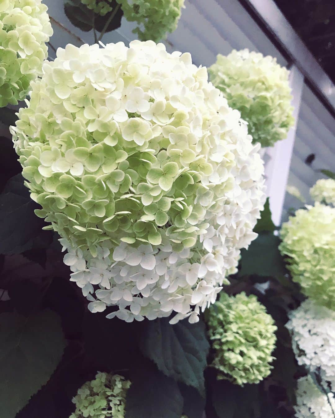 山口乃々華さんのインスタグラム写真 - (山口乃々華Instagram)「この頃たまに冬みたいな日がありますね、道に咲いてるお花が綺麗でした。」6月16日 11時01分 - yamaguchi_nonoka_official
