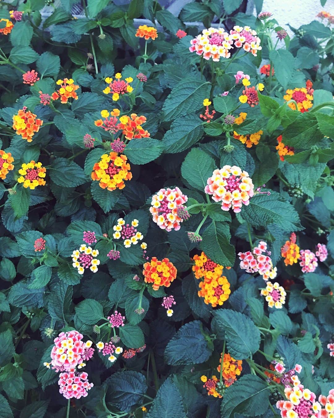 山口乃々華さんのインスタグラム写真 - (山口乃々華Instagram)「この頃たまに冬みたいな日がありますね、道に咲いてるお花が綺麗でした。」6月16日 11時01分 - yamaguchi_nonoka_official