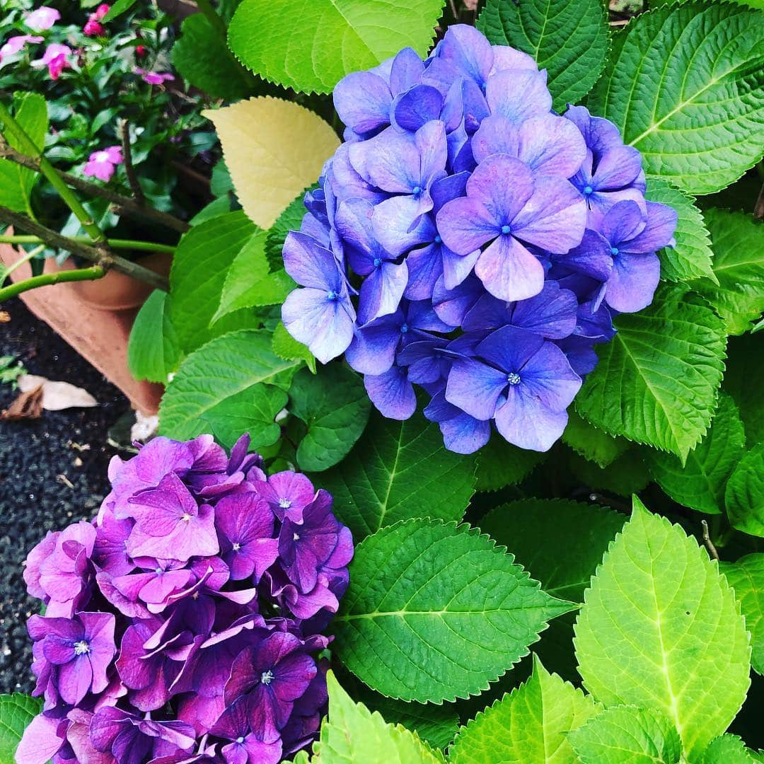 蒼山幸子さんのインスタグラム写真 - (蒼山幸子Instagram)「紫陽花の色は 梅雨という 季節を美しくしてくれるための ブルーだなあ、と ほのぼの。 「雨ニモマケズ」といえば 宮沢賢治が 浮かぶと同時に 条件反射的に 「あっめにも かっぜにも 負けないでねン」と 井上陽水のワカンナイが BGMとして背景に 流れ出してしまうので 妙な気持ちになります。」6月16日 18時46分 - sachiko_aoyama