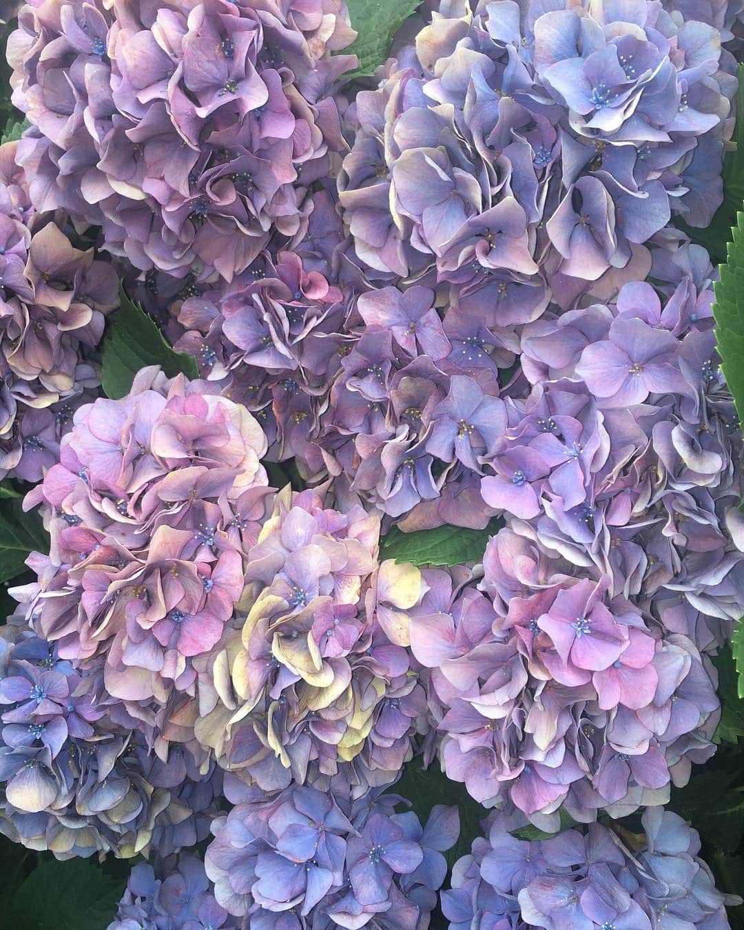 花盛友里のインスタグラム