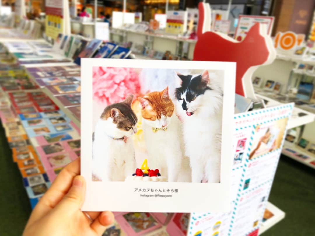 しまうまプリント【公式】フォトブック無料企画開催中のグルメインスタ