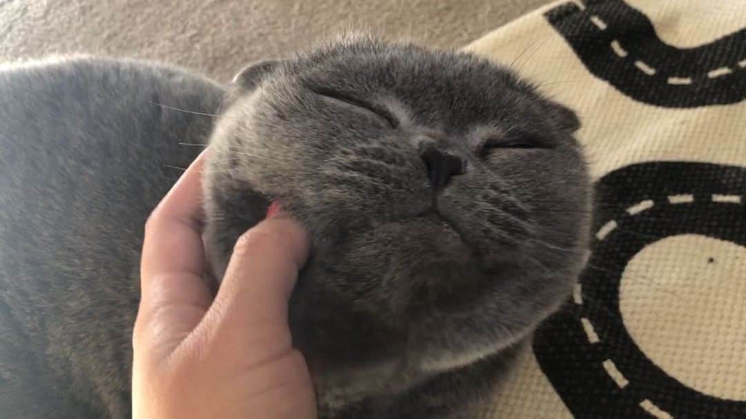 Baconのインスタグラム：「Really, who doesn’t enjoy a massage? 🙌🏼💆🏻‍♂️😻 #catlovers」