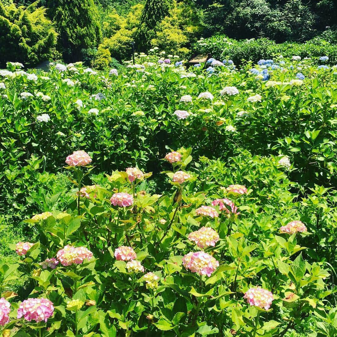 小川淳子さんのインスタグラム写真 - (小川淳子Instagram)「HappySunday 🌤♡ 父の日を家族でお祝い💐 その後はみんなでお散歩しました♡ 紫陽花が綺麗に咲いていました♡」6月17日 18時09分 - junkoogawa1225