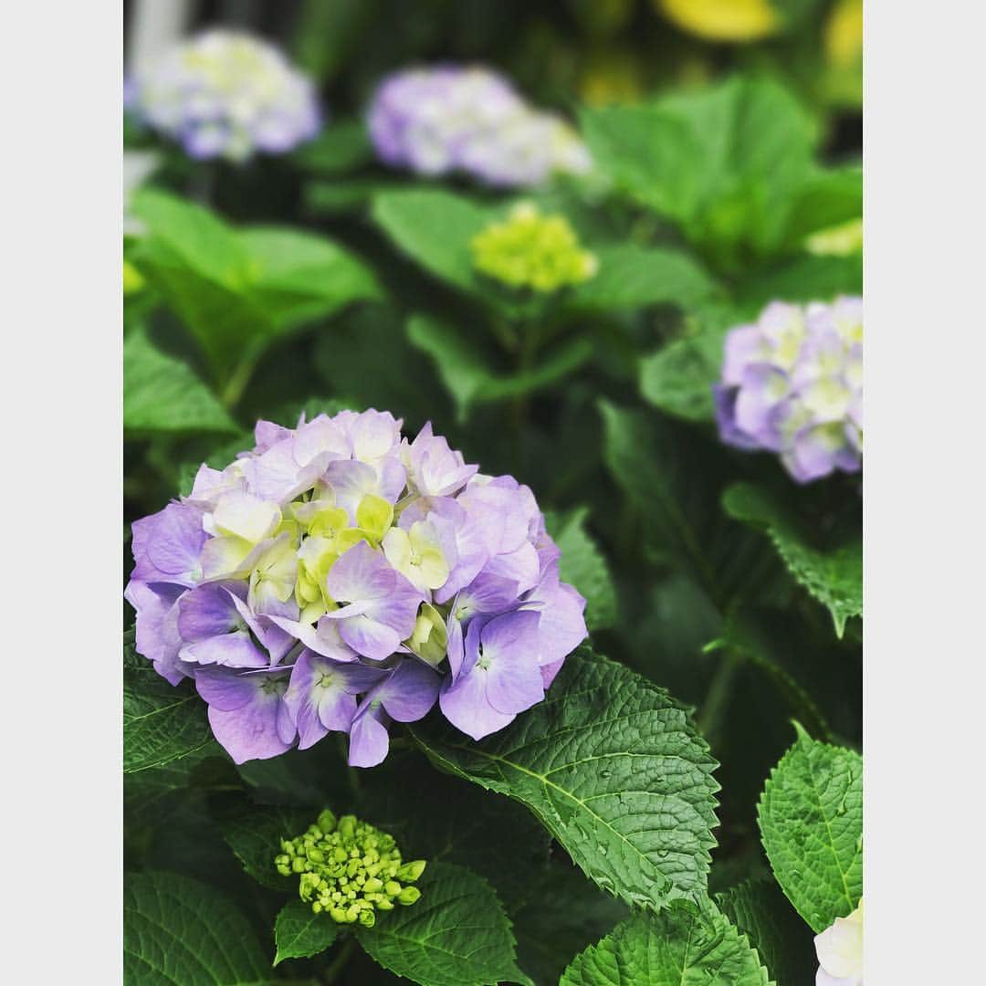 秋本祐希さんのインスタグラム写真 - (秋本祐希Instagram)「父の日 今日はお線香をたてる時に たくさん父の写真に話かけました。 ニコニコと優しい笑顔で聞いてくれてた☺︎ 亡き父が植えた 実家の裏庭の紫陽花たち  今年も咲いてるかな？ パパは天国で溺愛していた愛犬たちに囲まれて 大好きな日本酒で晩酌してると嬉しいな。 #父の日 #fathersday #紫陽花 #大きな愛 をもった人でした❤︎」6月17日 22時25分 - ayuuki0908