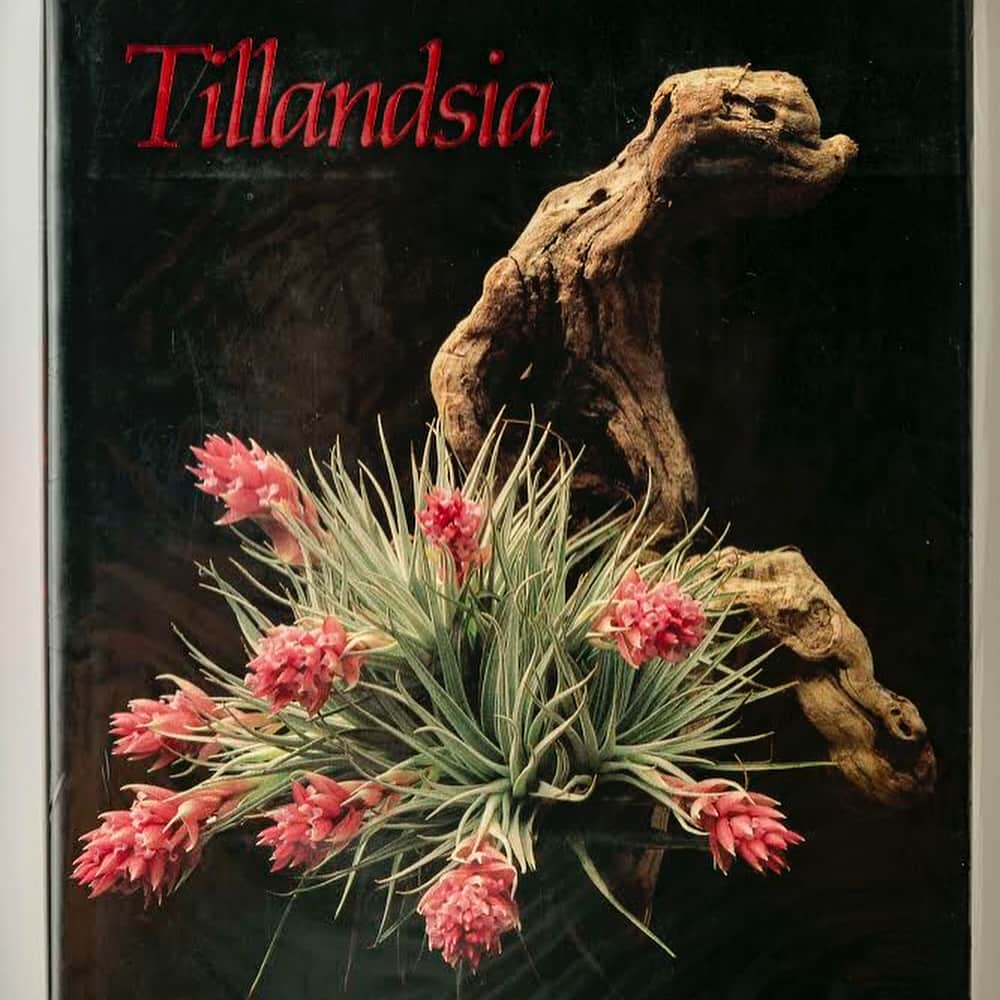 ブルータスさんのインスタグラム写真 - (ブルータスInstagram)「【珍奇植物★発売中】植物通の〈NEPENTHES〉クリエイティブディレクター、青柳徳郎さんが選ぶ、世界の植物本。ティランジアの開花の瞬間のみを集めた写真集や、植物学者によるマダガスカルの原生林取材をまとめた著書など。本誌では、選りすぐりの8冊を紹介しています。雨の日の読書に、どうぞ。 #BRUTUS #ブルータス #珍奇植物 #BIZARREPLANTS #BOOK」6月18日 15時41分 - brutusmag