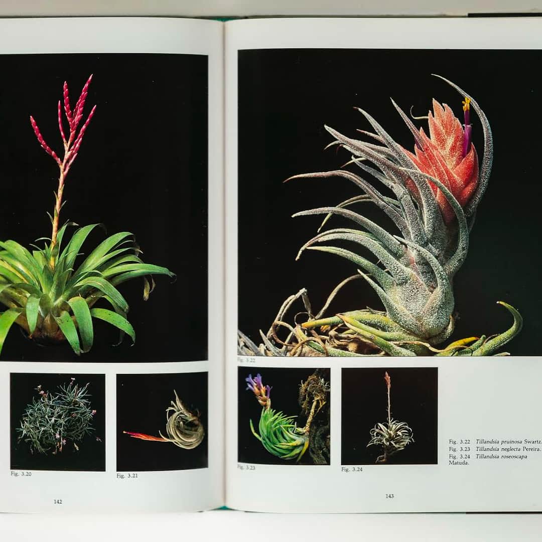 ブルータスさんのインスタグラム写真 - (ブルータスInstagram)「【珍奇植物★発売中】植物通の〈NEPENTHES〉クリエイティブディレクター、青柳徳郎さんが選ぶ、世界の植物本。ティランジアの開花の瞬間のみを集めた写真集や、植物学者によるマダガスカルの原生林取材をまとめた著書など。本誌では、選りすぐりの8冊を紹介しています。雨の日の読書に、どうぞ。 #BRUTUS #ブルータス #珍奇植物 #BIZARREPLANTS #BOOK」6月18日 15時41分 - brutusmag