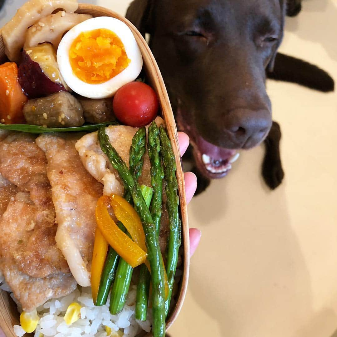 masakiさんのインスタグラム写真 - (masakiInstagram)「弁当と癒し犬🐖  #食いしん坊のお弁当ダイアリー#雅姫弁#bento#obento」6月18日 10時08分 - mogurapicassowols