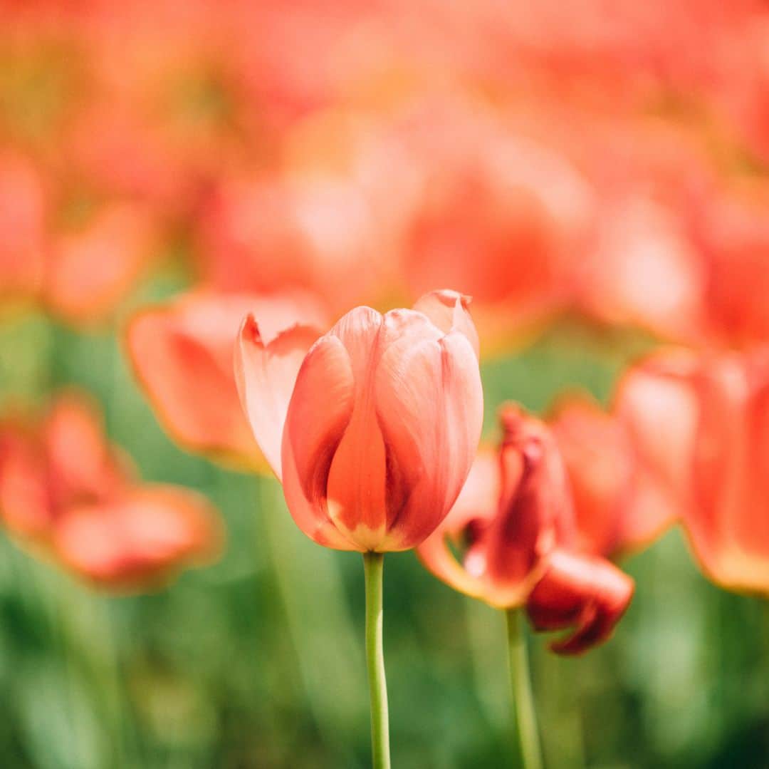 デックス東京ビーチ公式Instagramさんのインスタグラム写真 - (デックス東京ビーチ公式InstagramInstagram)「綺麗なお花って元気が出ますよね*・.゜ . 先月には、お台場にチューリップが咲いていたんですよ♪ . デックスでお花を買って、皆さんもお花のある生活始めませんか？ . #お台場 #デックス #japan #tokyo #odaiba #deckstokyobeach #decks #お買い物 #ショッピング #ショッピングモール #海 #ビーチ #お台場海浜公園 #海浜公園 #デックス東京ビーチ #台場 #花 #お花 #チューリップ#花のある生活#花のある暮らし#flowers #flower# tulip#チューリップ畑#ちゅーりっぷ#チューリップ🌷」6月18日 19時00分 - decks_tokyo_beach