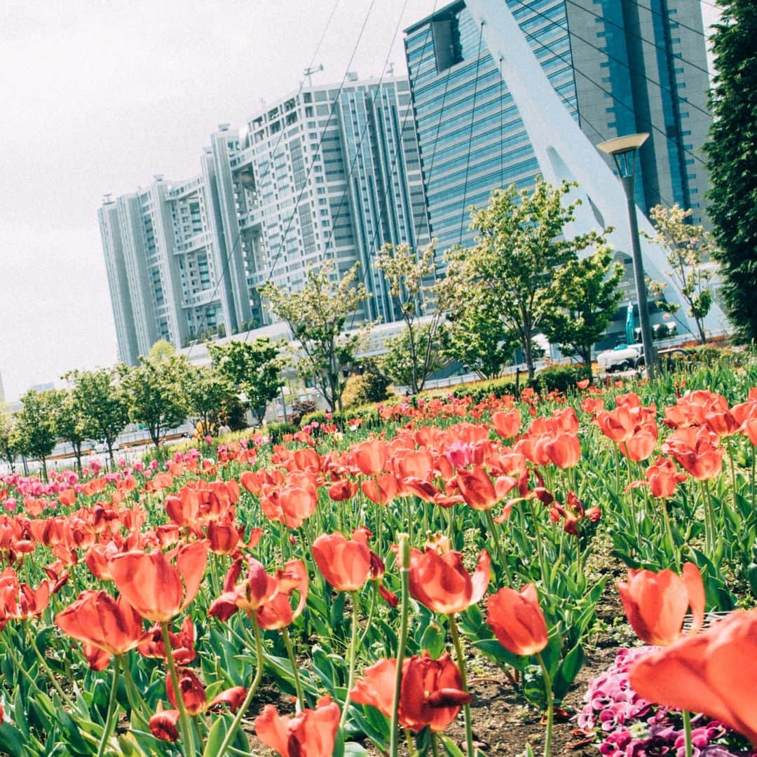 デックス東京ビーチ公式Instagramさんのインスタグラム写真 - (デックス東京ビーチ公式InstagramInstagram)「綺麗なお花って元気が出ますよね*・.゜ . 先月には、お台場にチューリップが咲いていたんですよ♪ . デックスでお花を買って、皆さんもお花のある生活始めませんか？ . #お台場 #デックス #japan #tokyo #odaiba #deckstokyobeach #decks #お買い物 #ショッピング #ショッピングモール #海 #ビーチ #お台場海浜公園 #海浜公園 #デックス東京ビーチ #台場 #花 #お花 #チューリップ#花のある生活#花のある暮らし#flowers #flower# tulip#チューリップ畑#ちゅーりっぷ#チューリップ🌷」6月18日 19時00分 - decks_tokyo_beach