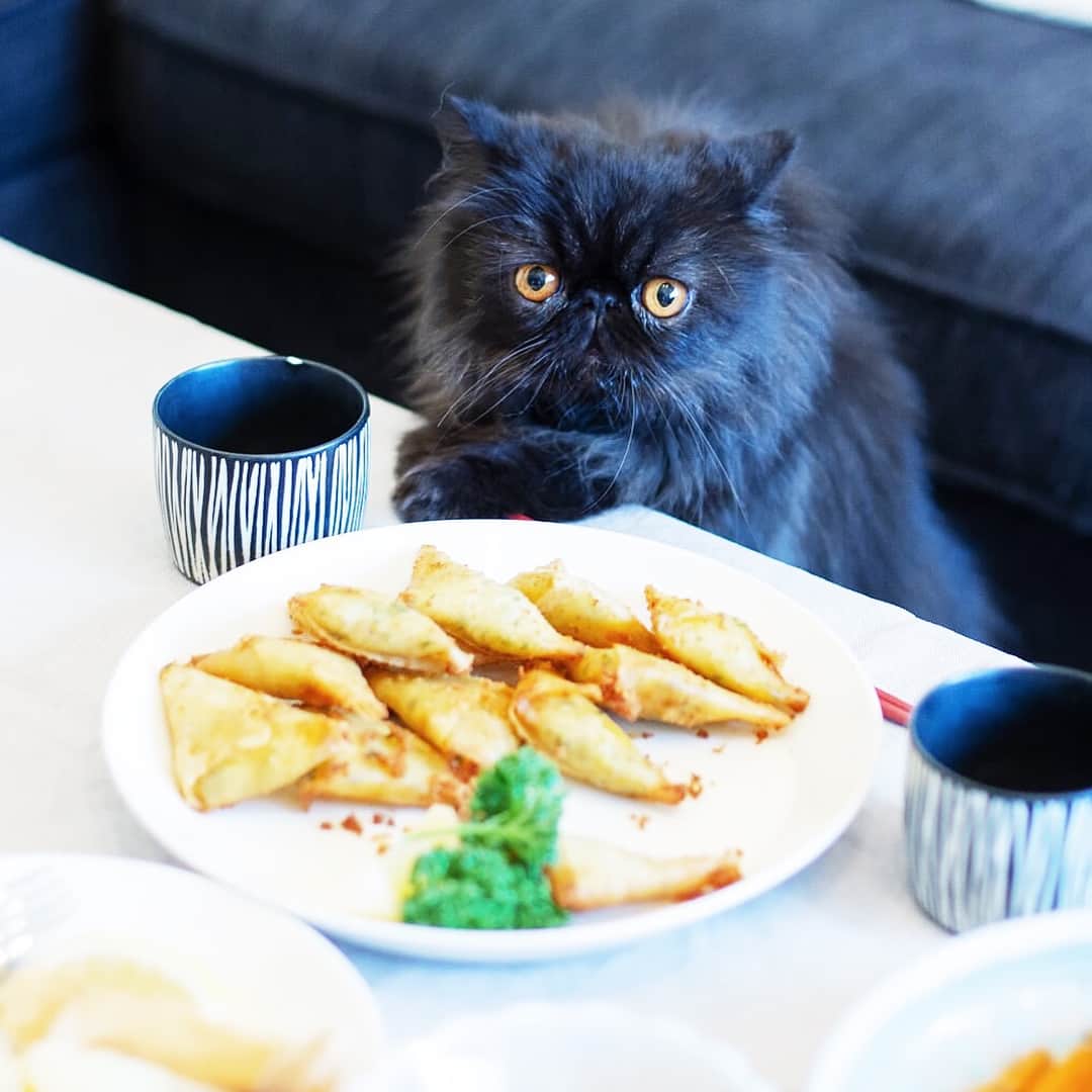 清水桜子さんのインスタグラム写真 - (清水桜子Instagram)「食べ物チェックは欠かさない、ギクリなルーク。 ・ トモミンがつくってくれたモロッコ料理🇲🇦、美味しかったなぁ🤤」6月18日 20時11分 - sakuracos
