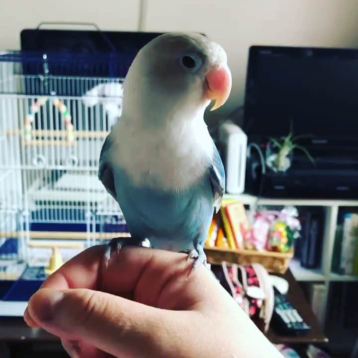 白珠イチゴのインスタグラム：「#ボタンインコ」
