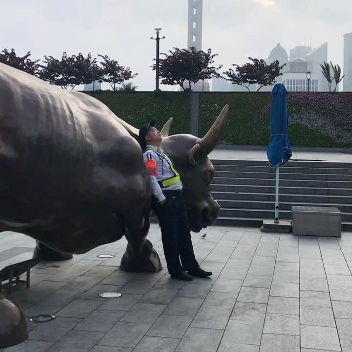 のインスタグラム：「Twitterにあげた牛で寝てる警備員の動画版。」