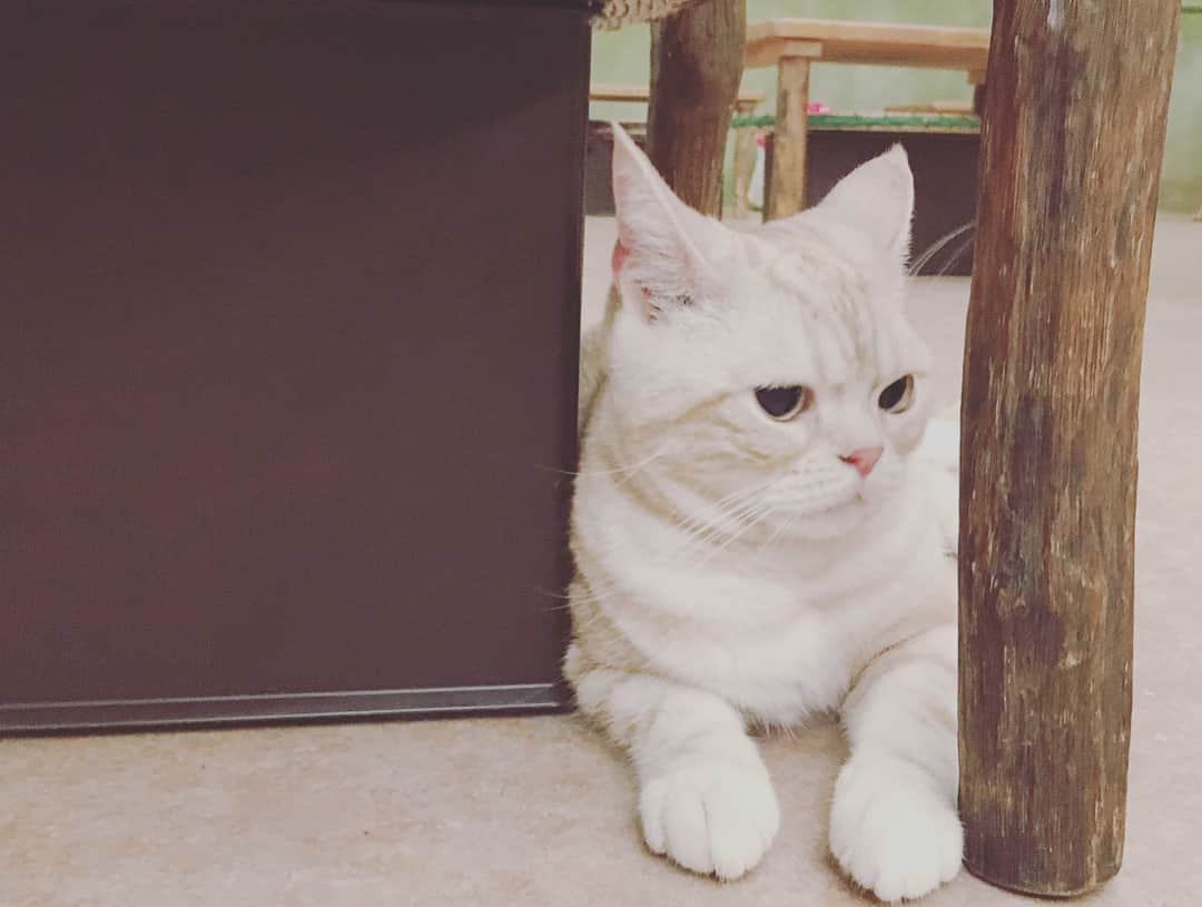 石田涼さんのインスタグラム写真 - (石田涼Instagram)「猫カフェ  #カバガ #猫 #猫カフェ #cat #cafe」6月20日 22時35分 - cgs_oryo