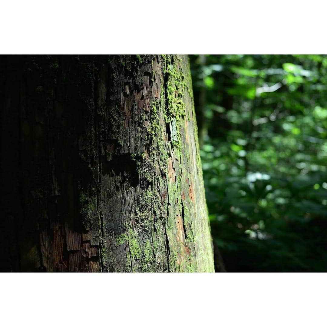 大越光貴さんのインスタグラム写真 - (大越光貴Instagram)「#MOSS  #forest #shrine #sunshine #trees #shades #bluesky #holiday #shiooting #exploring #togakushi #nagano #japan #retrip_nippon #nature #landscape #photographer #nikon #秘境 #杉並木 #戸隠 #長野 #日本 #ファインダー越しの私の世界 #一眼レフ」6月20日 17時30分 - koukoshi
