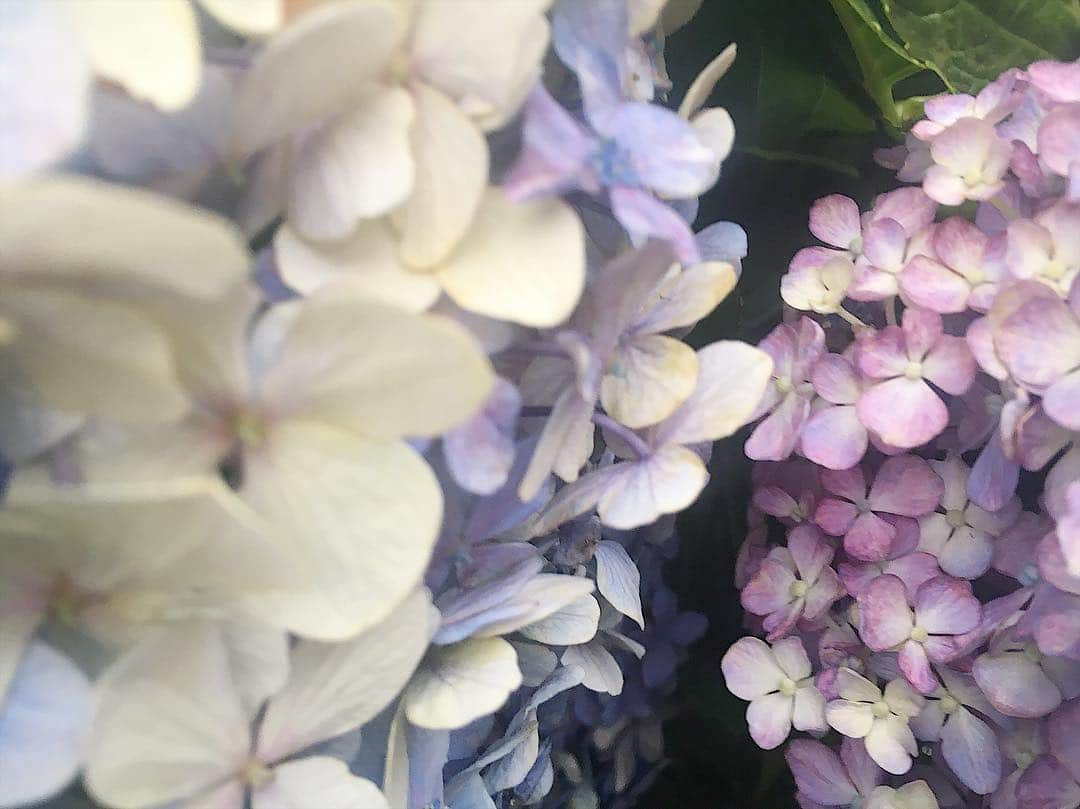 のインスタグラム：「紫陽花挟み込み」