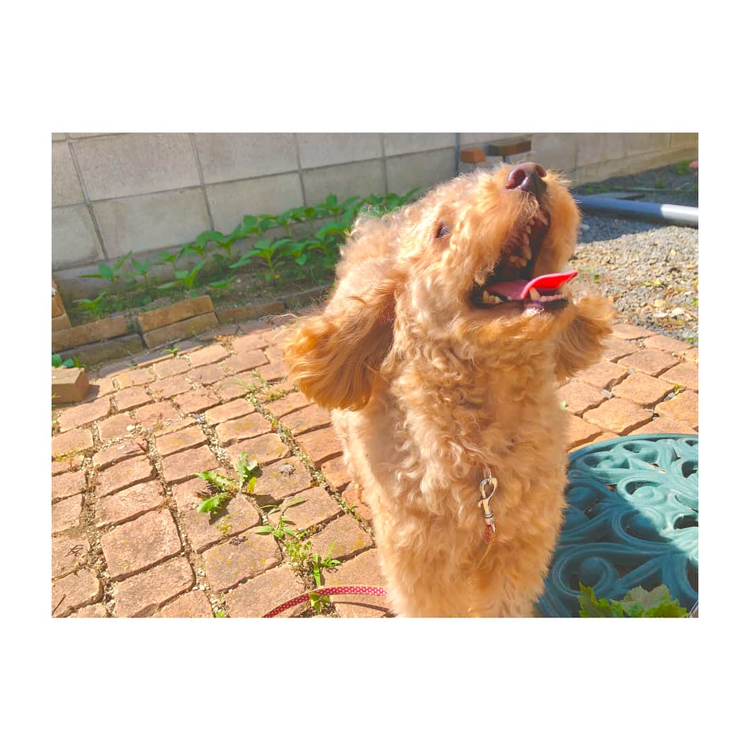 清水麻璃亜のインスタグラム：「* はぁもう可愛い #ぽんず」