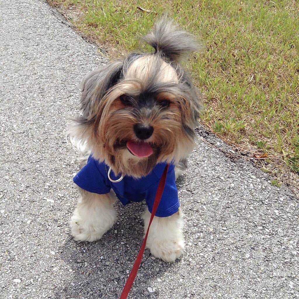 FattieButters®のインスタグラム：「If you want to be, the change you wish to see, the hope you wish to share, put good vibes out in the air. #moodboard #moodygrams #manbun #seattle #dogsmile #happydog #happydogs #dogsofseattle #dogsofsummer #itsafeeling #vibes #goodness」