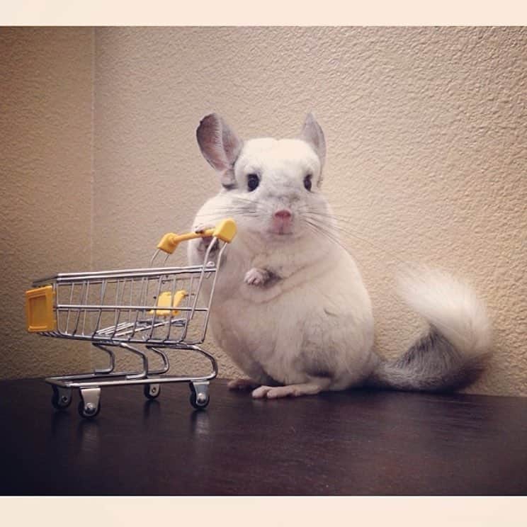 Mr. Bagelのインスタグラム：「For my southern ca friends, what are your plans tonight? You can use link below to attend a screening of the new upcoming movie, Alpha! Details are on the link below and posted on my Facebook page. You can thank him by filling up his empty cart with treats 🤗  http://www.sonyscreenings.com/AlphaMrBageltheChinchilla」