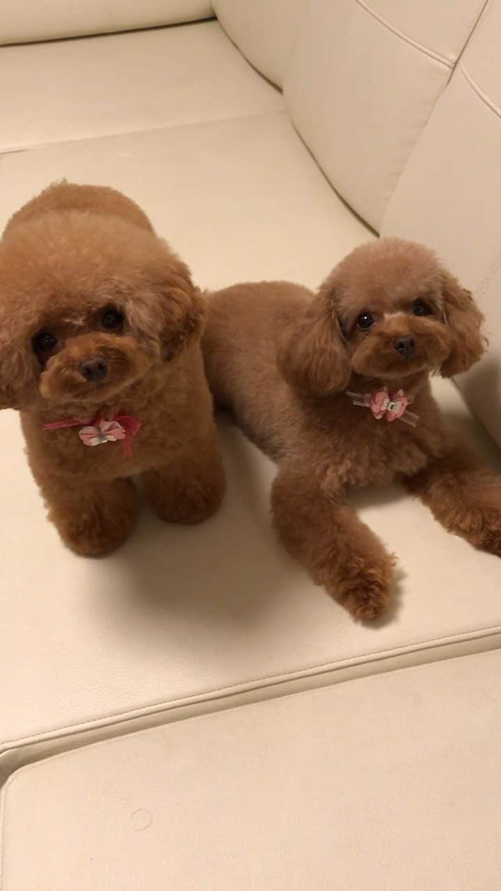 ももちゃん & まろんたんのインスタグラム：「じっとしてたらお菓子もらえると思ってる2人。」