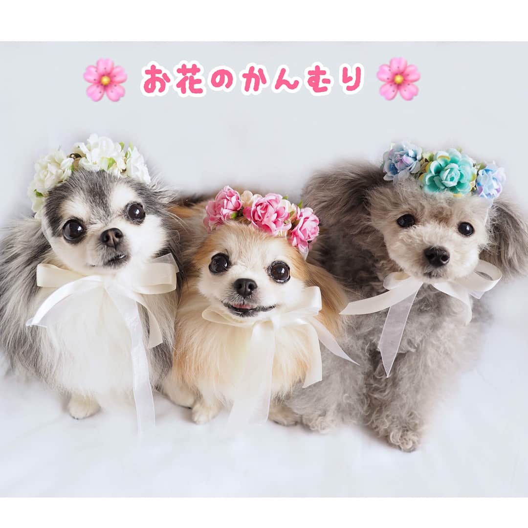 大原かおりのインスタグラム
