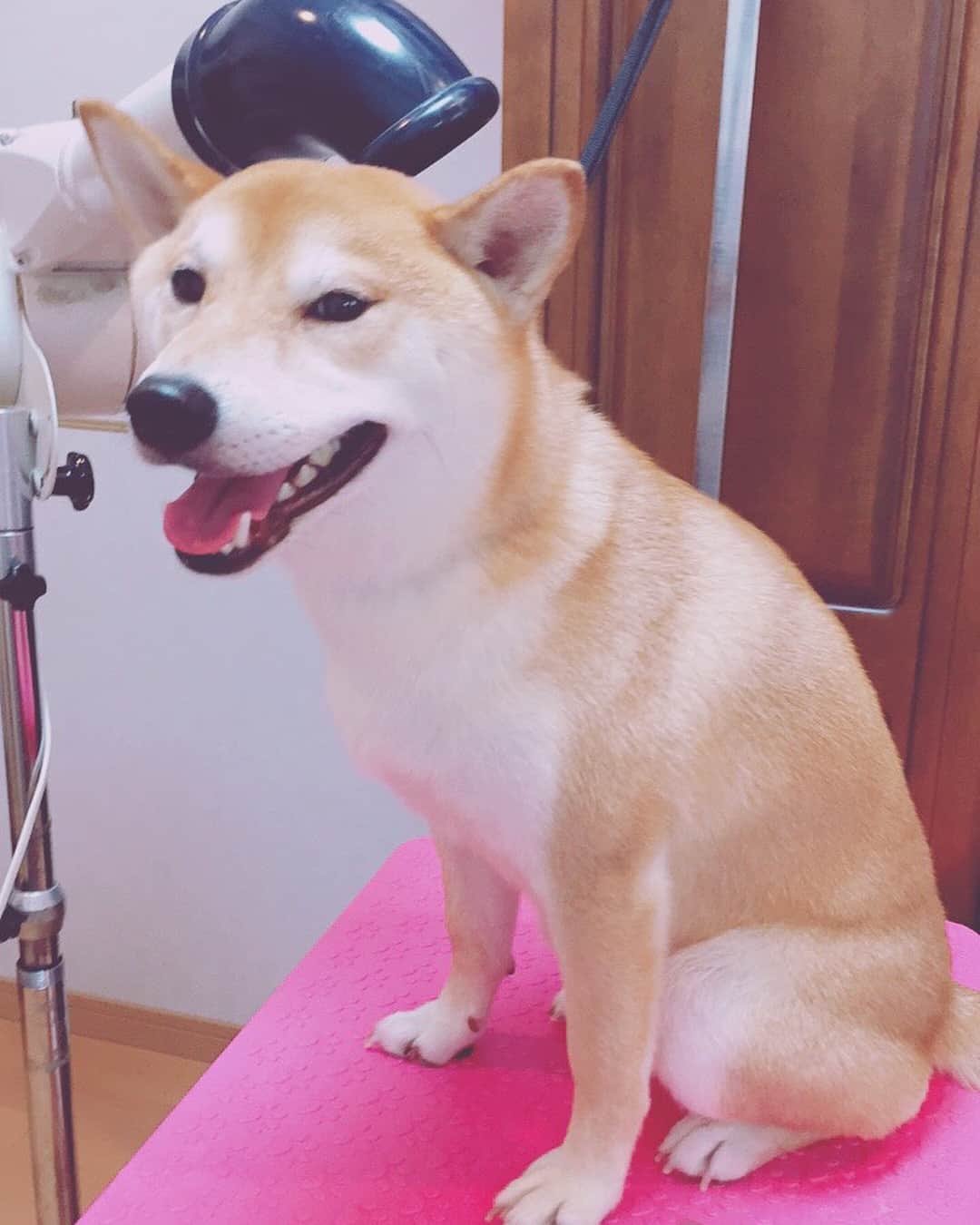 高橋みゆきのインスタグラム：「クラ吉🐶初のトリミング🚿✂️いつもは家で洗ってるけど…もう妊婦にはキツイ🤰やっぱプロは違うね😍凄い毛艶々💓お尻もスッキリ🙌嬉 #クラ吉 #綺麗なって帰ってきたよ #しかし明日雨っぽい☔️ #😱 #帰ってきたら爆睡 #犬友さんに感謝」