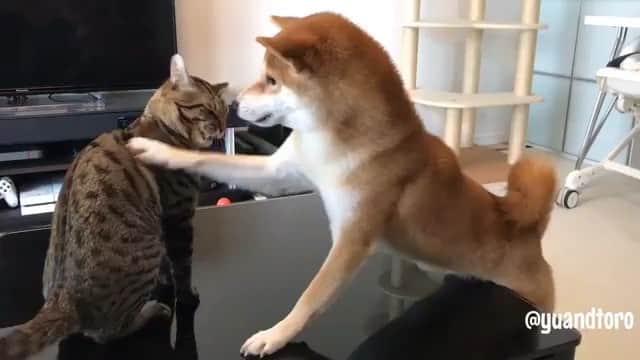 いぬ部のインスタグラム：「【クレイジーいぬ部】 ご主人のコメント 「Yu”Hey,hey,hey!” #ねーったらー！ #しつこいニャー！ #ゆうの重たい愛情シリーズ #過去動画 #未公開動画」 ・ ・ 動画提供：ゆうとろ（柴犬ゆうと猫のとろ）ちゃん-Thank you! Instagram：@yuandtoro ・ ・ #柴犬 #しば #shibainu #クレイジー いぬ部 ・ ・ #いぬ #犬 #イヌ #いぬ部 #クレイジーいぬ部 #わんこ #かわいい #カワイイ #instadog #ilovemydog#ilovedog #dogstagram #dogsofinstagram#kawaii #dogs #dogoftheday #doglover #cute #instagood」