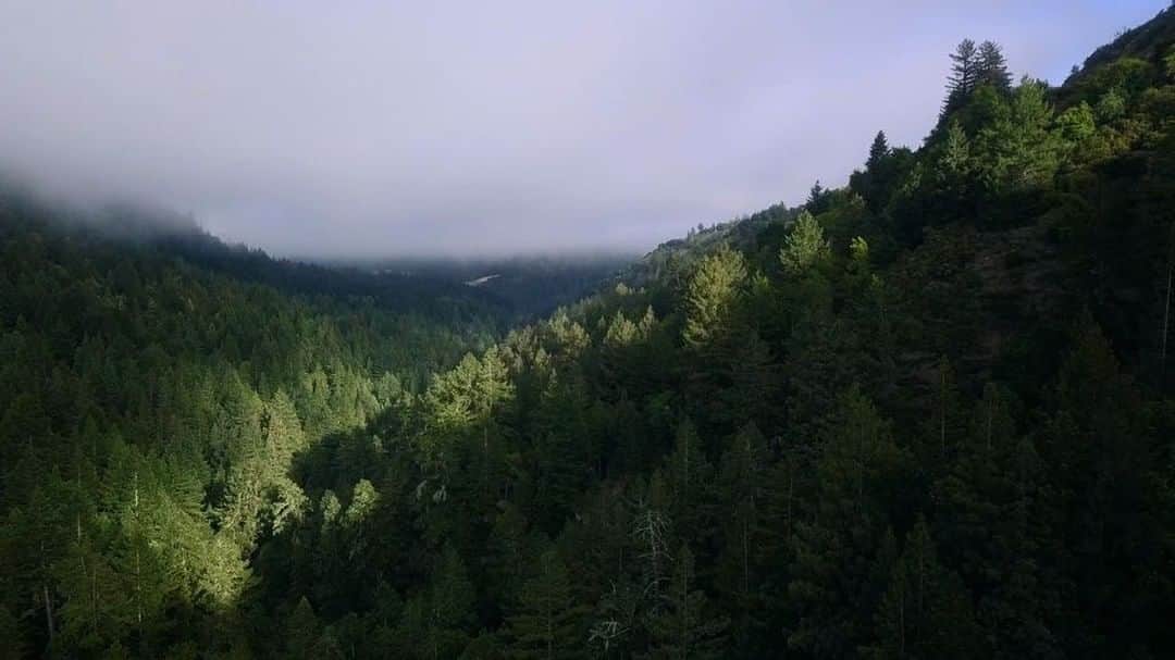 Cole Riseのインスタグラム：「a break in the fog over buzzard lagoon #zoomerang @djiglobal」