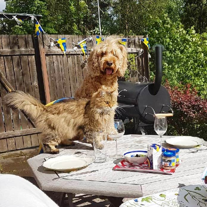 FluffyPackさんのインスタグラム写真 - (FluffyPackInstagram)「GLAD MIDSOMMAR!☀️ #sillunch 😋 HAPPY MIDSUMMER From Sweden🌸🇸🇪💐 / Tibbe & Poppe」6月23日 1時42分 - fluffypack