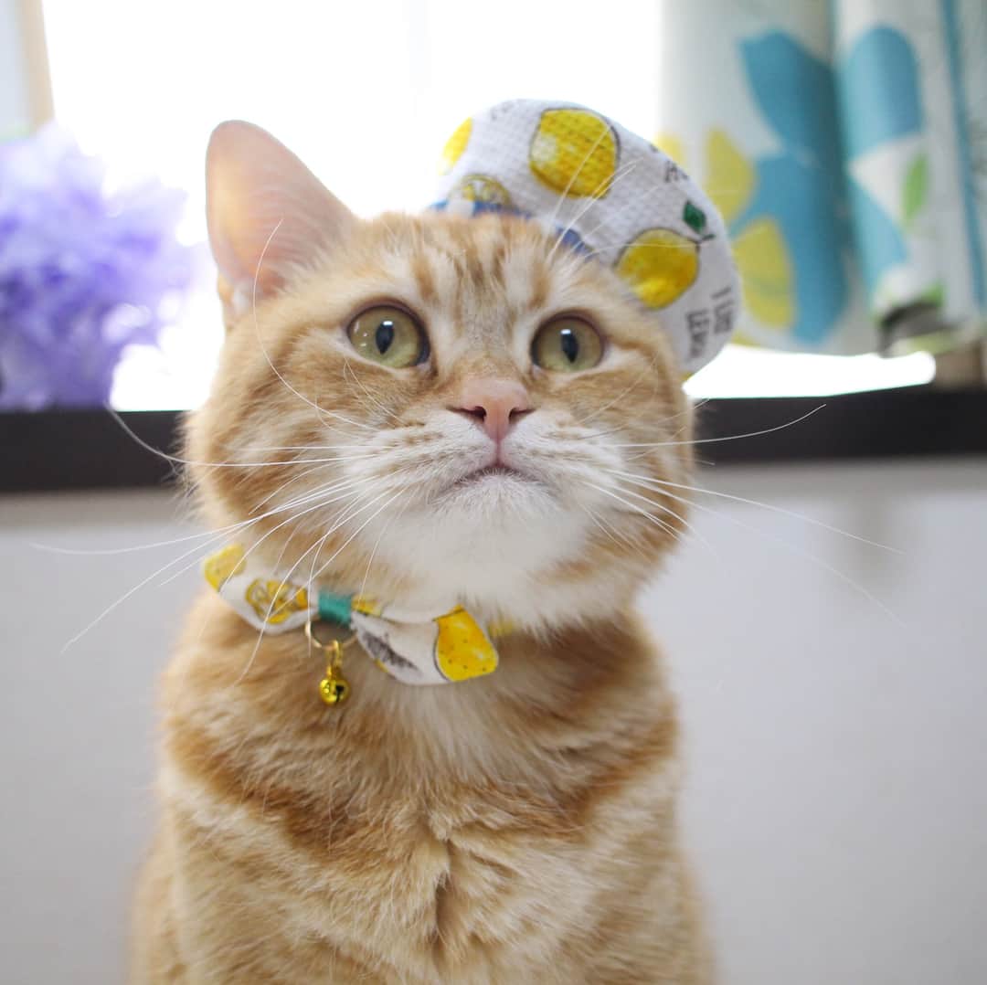 コテツさんのインスタグラム写真 - (コテツInstagram)「2018/6/23 @okura__chan オクラちゃんのパティシエセットにゃよ🍋 レモンのスイーツ作って味見にゃ🍋🍰🍨 . .  @marinoarco acoさんの #あこ猫チャリティ  #海豆ママの5月保護猫支援チャリティー  に参加させていただきました レモンのお帽子珍しくてかわいいと思って！🍋 かあちゃん、チャリティーとか知らぬ間に終わっててあまり参加できないのだけど オクラちゃんは優しい方で かあちゃんでも参加できましたの^^; ありがとう(^.^) . . #クレちゃんhappy5thanniversary2018  クレちゃん抱っこさせてくれてありがとう(^.^) . #rakutenpet  #necos #ここな部  #ねこまみれソニーストア名古屋 #借りてきた猫募集中」6月23日 10時08分 - kotetuchan