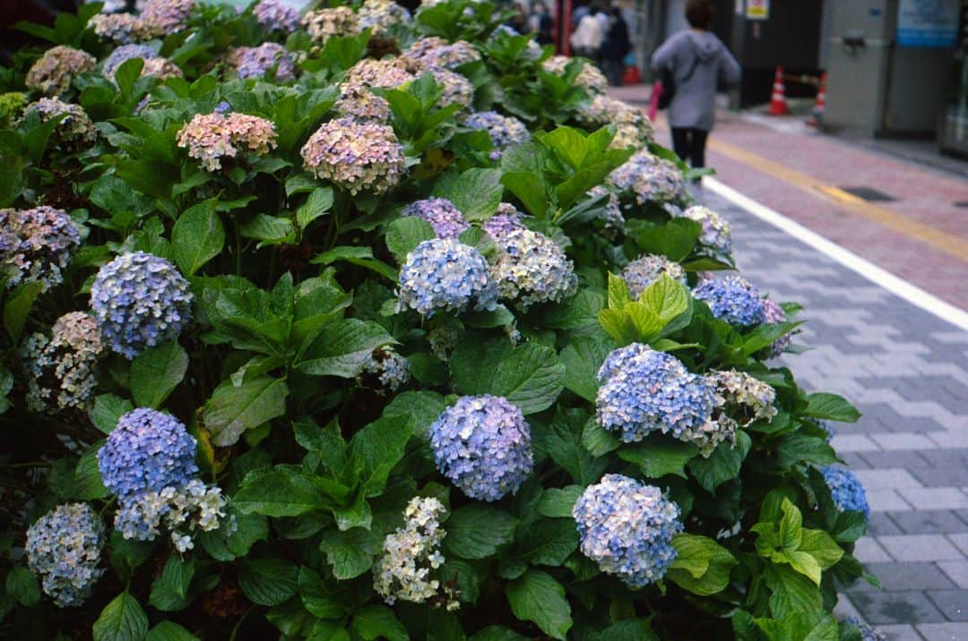 田島貴男さんのインスタグラム写真 - (田島貴男Instagram)「6月 #フィルムカメラ #leica  #barnack」6月23日 13時38分 - tajimatakao