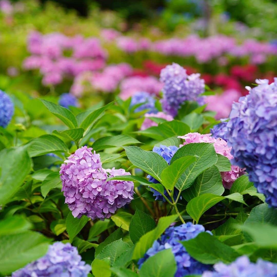 miku_colorsさんのインスタグラム写真 - (miku_colorsInstagram)「* 2018.6.23 . 昨日は紫陽花を見に三室戸寺へ。 . ピークはちょっと過ぎた感じだけど たくさんの紫陽花に癒されました。 5枚目は後ろの紫陽花もハートっぽく見えるかな？ . . そしてハート紫陽花のお守りが 可愛過ぎました♡ . . . #ますみくさんぽ #amulet .」6月23日 19時16分 - miku_colors