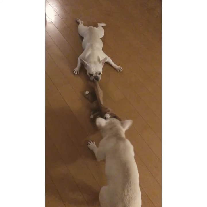 佐原モニカのインスタグラム：「My little piggies😂 #TUGOFWAR #frenchies4life」