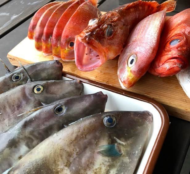ポケットマルシェ(ポケマル) さんのインスタグラム写真 - (ポケットマルシェ(ポケマル) Instagram)「お口パカっ🐟❣️ ・ 奥の赤いお魚は鯛。 手前の青っぽいお魚はウマヅラハギ。 ・ その日獲れた魚を昼に出荷するという、早すぎるスピードでお届けしてくれるので、鮮度キープ間違いなし🐟💦 たくさんの種類の美味しいお魚をスピーディにお届けしてくれるのは、鳥取県の漁師さん、中本克也さん💪🏼 ・ 昨日、鯛の捌き方の動画をインスタに投稿したので、鯛を捌いてみたい方はそちらを参考にしてください🤗 ウマヅラハギの捌き方を丁寧に説明した記事もポケマルのマガジンで紹介してますので探してみてくださいね👀✨ ・ それにしても、こんなにずらりと並ぶとインパクトがすごいですね😳🌟 鯛は色んな食べ方が楽しめますが、ウマヅラハギは肝醤油で刺身にするのがオススメなんだそう♪ 中本さんはこの2種類の他にも、カレイやエイを箱いっぱいに詰めたセットや、珍魚を詰めたセットも！！！ これを機会に魚捌きに挑戦してみませんか？ ・ #ポケマル #ポケットマルシェ #魚 #鯛 #ウマヅラハギ #カワハギ #漁師 #漁師直送 #産地直送 #産直 #肝醤油 #刺身 #刺し身 #海鮮 #新鮮 #海鮮丼 #珍魚 #カレイ #エイ #手仕事 #生産者の顔が浮かぶ食卓 #fish #fisherman」6月24日 20時27分 - pocket.marche