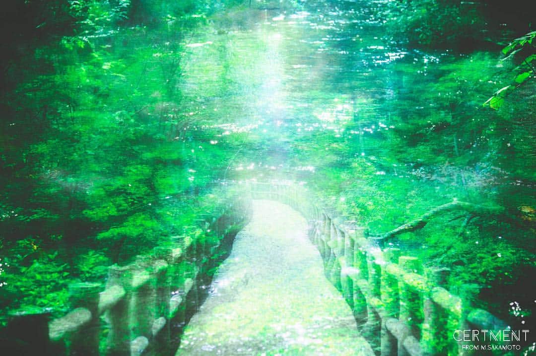 Manabu Sakamotoのインスタグラム：「. Nine of the panel meaning of 「various  green」 . . #moment #tokyocameraclub  #photooftheday #japan #instalike #green #colorsjp #naturephotography #canon #フィルムカメラ #写真好きな人と繋がりたい #写真部 #新緑 #緑のある暮らし #東京カメラ部 #フィルムに恋してる #キャノン #カメラ男子  #カメラ女子 #ig_japan #写真撮ってる人と繋がりたい #カメラのある生活 #pics_jp  #ファインダー越しの私の世界  #多重露光 #お写んぽ #ありがとう」