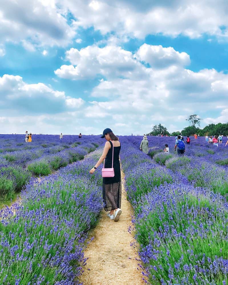 島田晴香さんのインスタグラム写真 - (島田晴香Instagram)「It's a lovely place to visit ❤️ #london #lavender #instapic  #uk #lovely」7月9日 5時51分 - shimadadesu_official