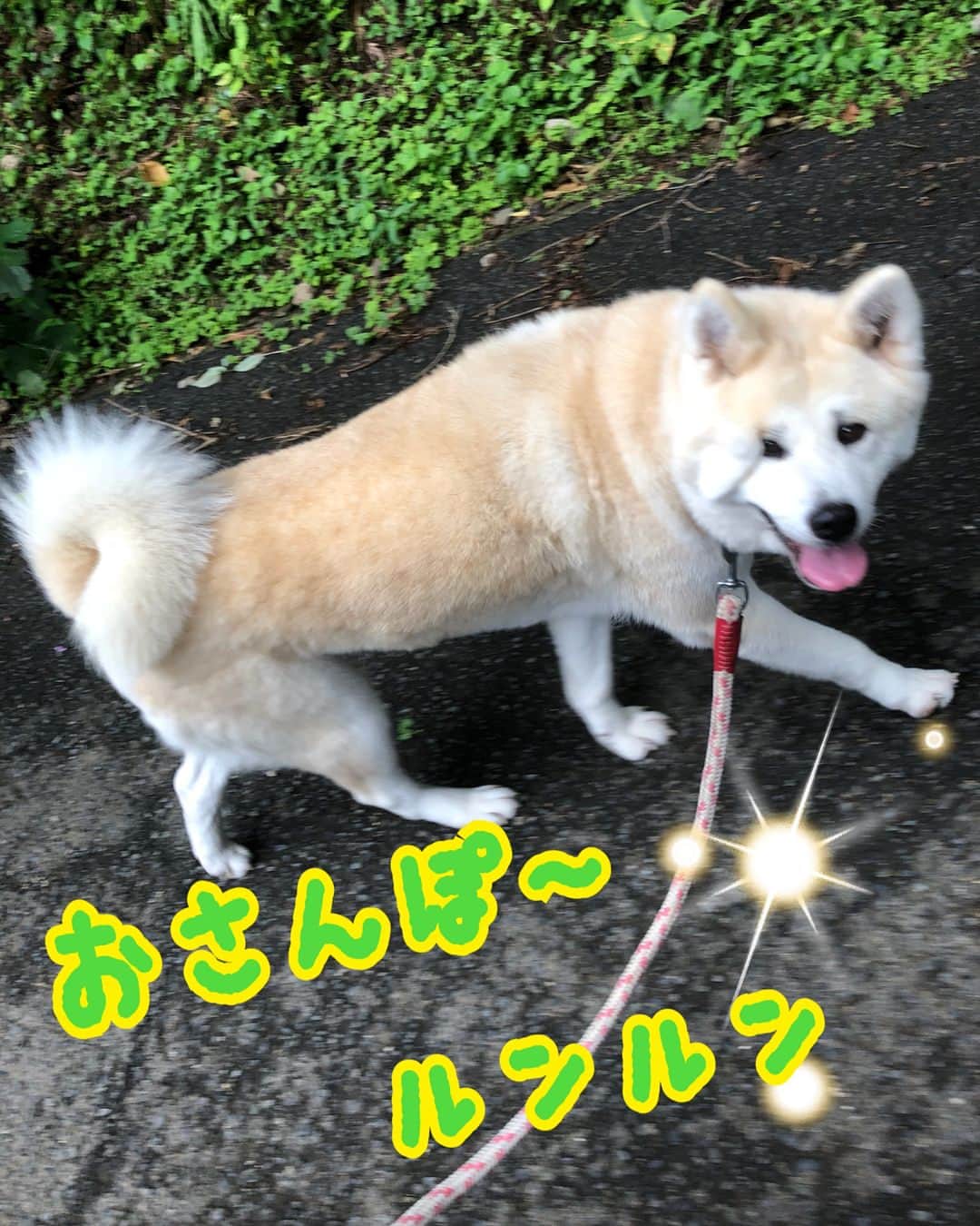 たかはしゆいさんのインスタグラム写真 - (たかはしゆいInstagram)「しっぽ村にて、秋田犬のアキちゃんのお散歩♪♪さすがに抱っこできないからね😅 マイペースなアキちゃん。このあとゆっくり歩き出してくれました😊 ☘️ ☘️ #しっぽ村 #清川 #保護犬 #里親募集 #秋田犬 #お散歩 #犬 #わんこ #たかはしゆい #japan #japanese」7月9日 9時10分 - t.yuirin