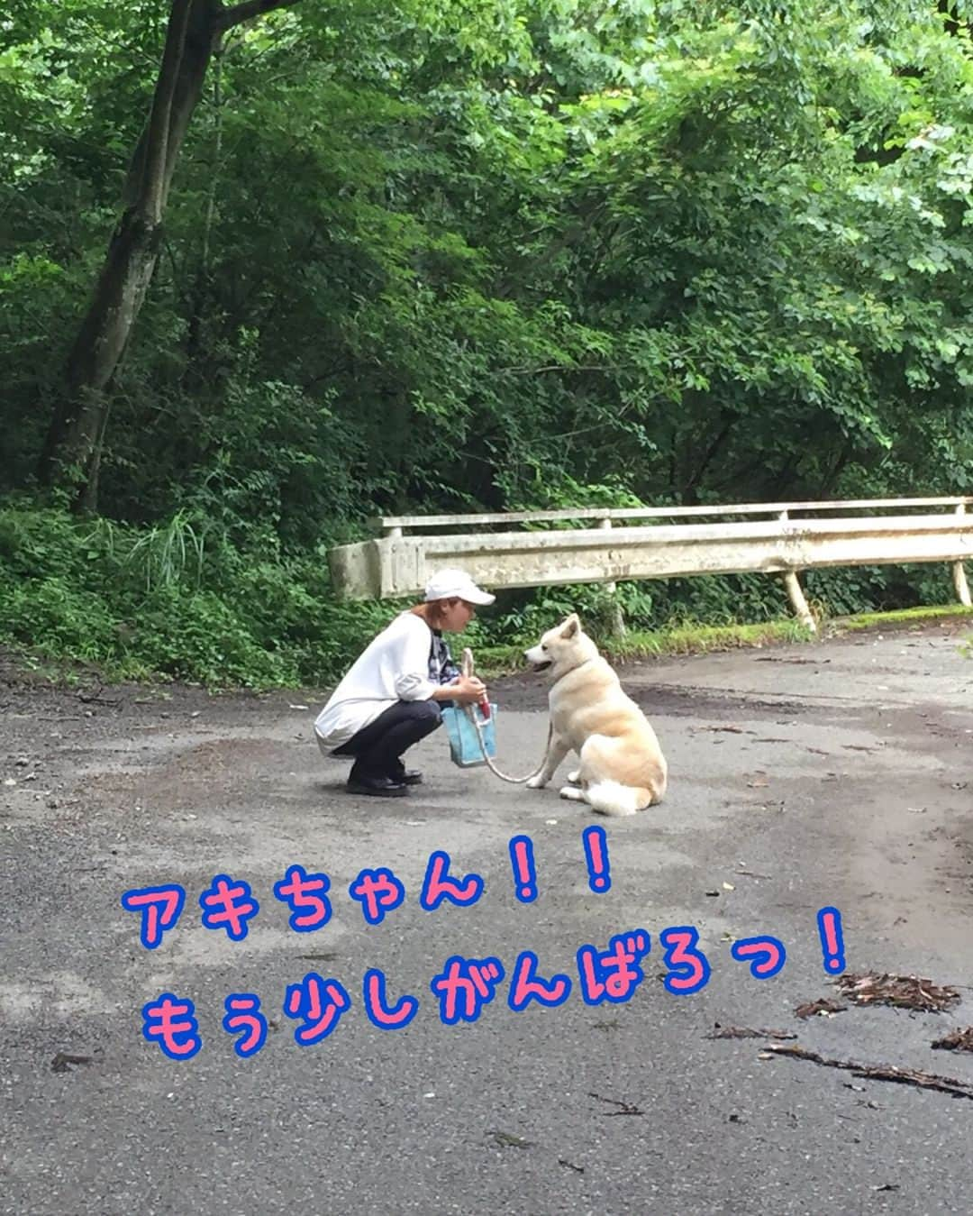 たかはしゆいさんのインスタグラム写真 - (たかはしゆいInstagram)「しっぽ村にて、秋田犬のアキちゃんのお散歩♪♪さすがに抱っこできないからね😅 マイペースなアキちゃん。このあとゆっくり歩き出してくれました😊 ☘️ ☘️ #しっぽ村 #清川 #保護犬 #里親募集 #秋田犬 #お散歩 #犬 #わんこ #たかはしゆい #japan #japanese」7月9日 9時10分 - t.yuirin