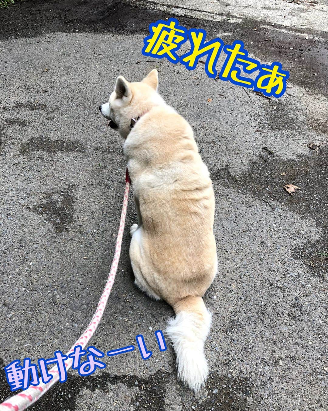 たかはしゆいさんのインスタグラム写真 - (たかはしゆいInstagram)「しっぽ村にて、秋田犬のアキちゃんのお散歩♪♪さすがに抱っこできないからね😅 マイペースなアキちゃん。このあとゆっくり歩き出してくれました😊 ☘️ ☘️ #しっぽ村 #清川 #保護犬 #里親募集 #秋田犬 #お散歩 #犬 #わんこ #たかはしゆい #japan #japanese」7月9日 9時10分 - t.yuirin