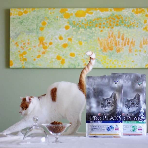 Purina Pro Plan Japanのインスタグラム